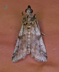 Amyelois transitella