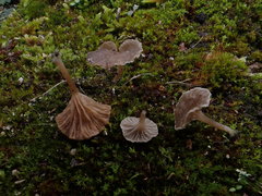 Arrhenia rickenii