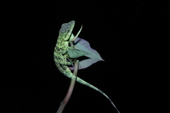 Pseudocalotes tympanistriga