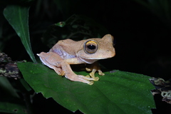 Rhacophorus margaritifer