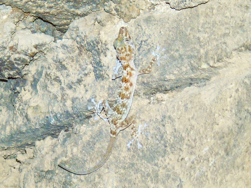 Werner's Leaf-Toed Gecko, Asaccus elisae