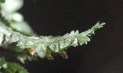 Neckera chilensis