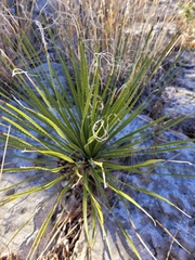 Dasylirion leiophyllum