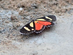 Phaegorista agaristoides