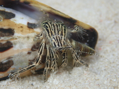 Clibanarius eurysternus