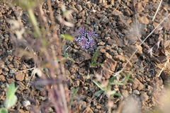 Lepidagathis trinervis