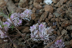 Lepidagathis trinervis