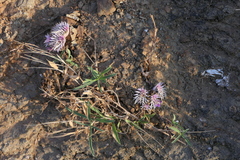 Lepidagathis trinervis