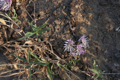 Lepidagathis trinervis