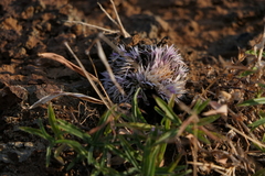 Lepidagathis trinervis