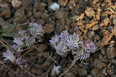 Lepidagathis trinervis