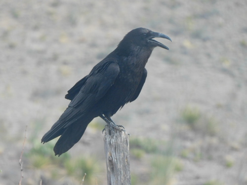 Chihuahuan Raven