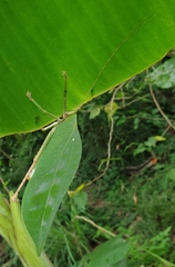 Onomarchus uninotatus