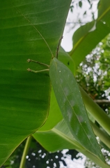 Onomarchus uninotatus