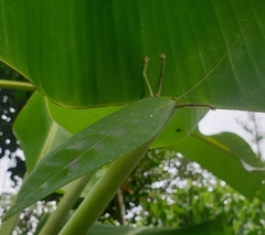 Onomarchus uninotatus