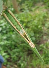 Onomarchus uninotatus