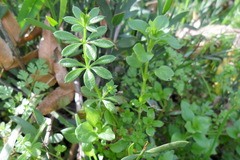 Galium parisiense