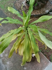 Dracaena