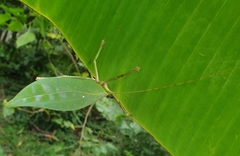 Onomarchus uninotatus