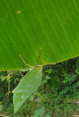 Onomarchus uninotatus