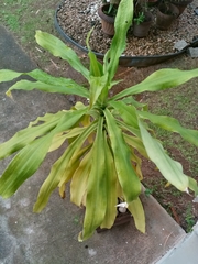 Dracaena