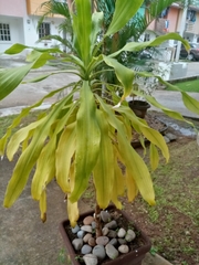 Dracaena