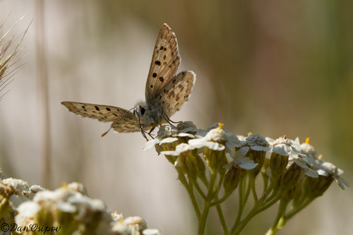 Edith's Copper photo 5
