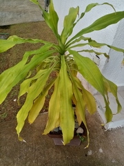 Dracaena