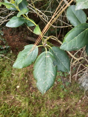 Ageratina tinifolia