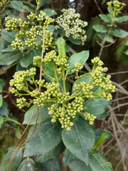 Ageratina tinifolia