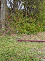 Malvaviscus arboreus