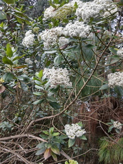 Ageratina tinifolia