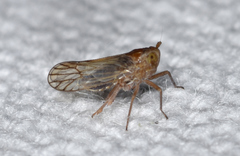 Pareuidella