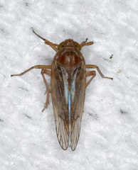 Pareuidella