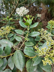 Ageratina tinifolia