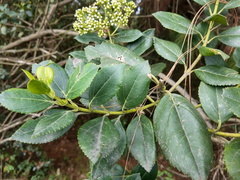 Ageratina tinifolia
