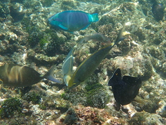 Siganus sutor