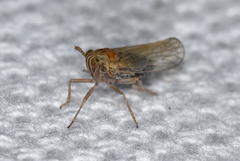 Metadelphax propinqua