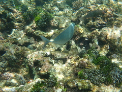 Siganus sutor