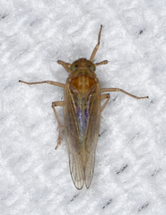 Metadelphax propinqua