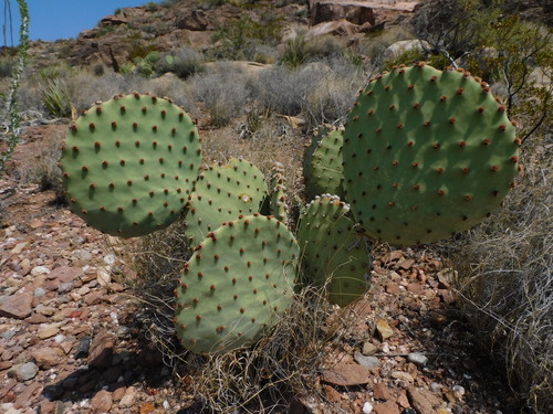 Blind Pricklypear