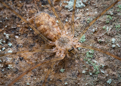 Hypochilus petrunkevitchi