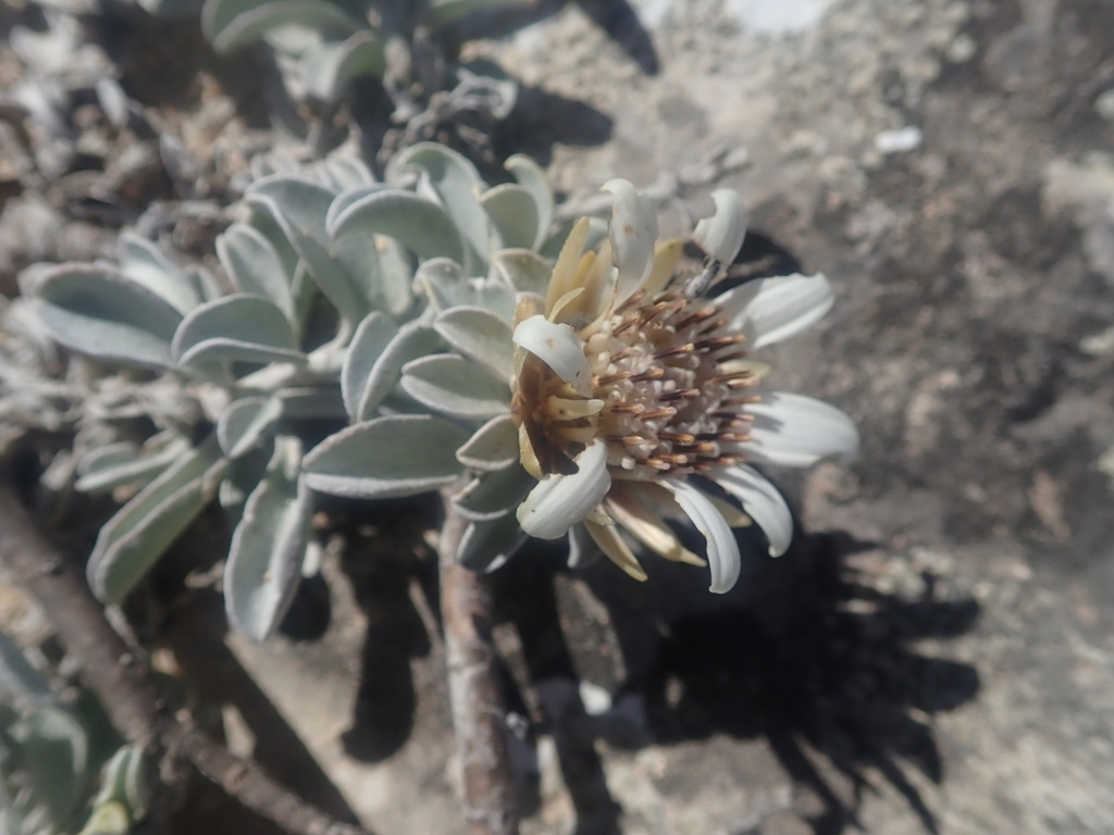 Gladiopappus