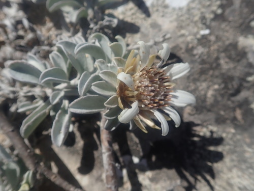 Gladiopappus vernonioides · iNaturalist