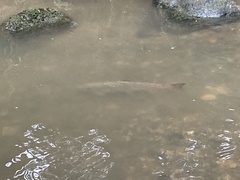 Oncorhynchus tshawytscha