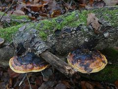 Fomitopsis pinicola