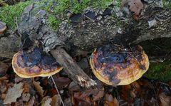 Fomitopsis pinicola