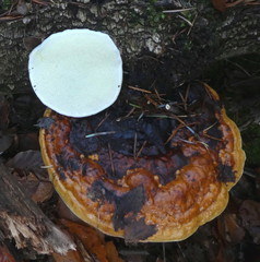 Fomitopsis pinicola