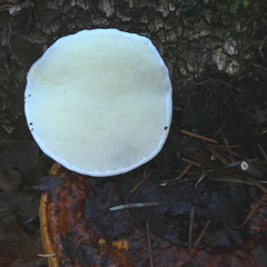 Fomitopsis pinicola