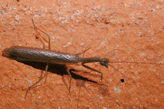Orthoderella